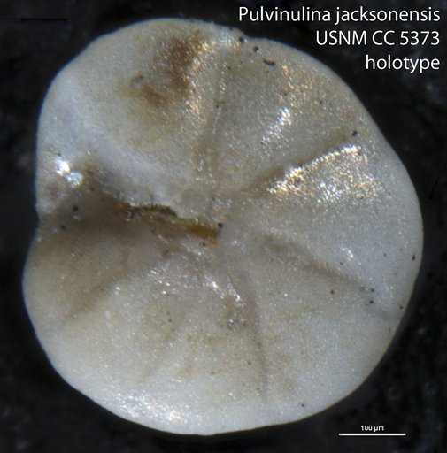 Pulvinulina jacksonensis Cushman & Applin, 1926
