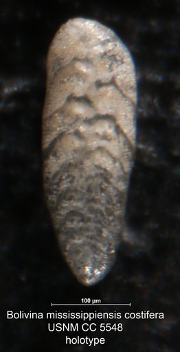 Bolivina mississippiensis var. costifera Cushman, 1936