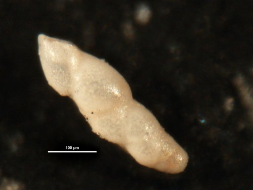 Pleurostomella paleocenica Cushman, 1947