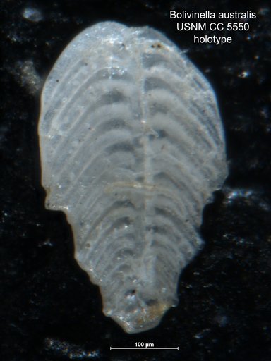 Bolivinella australis Cushman, 1929