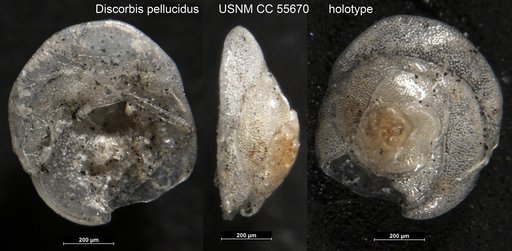Discorbis pellucidus Said, 1949