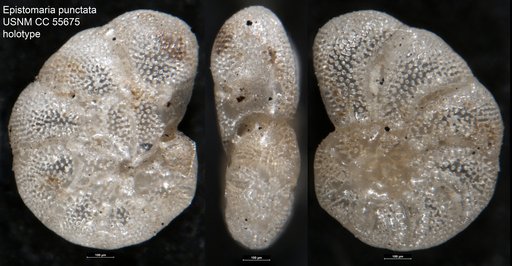 Epistomaria punctata Said, 1949