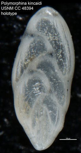 Polymorphina kincaidi Cushman & Todd, 1947