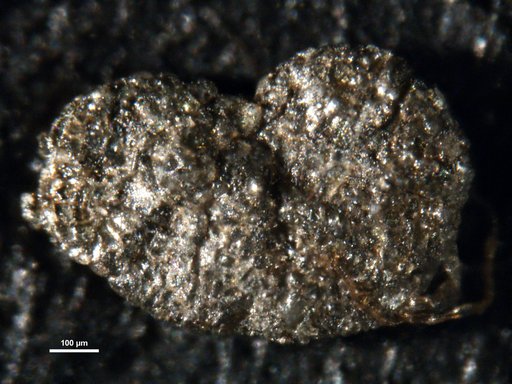 Ammobaculites hockleyensis Cushman & Applin, 1926