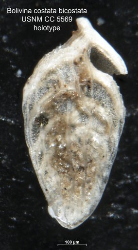 Bolivina costata var. bicostata Cushman, 1926