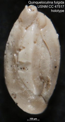 Quinqueloculina fulgida Todd, 1952