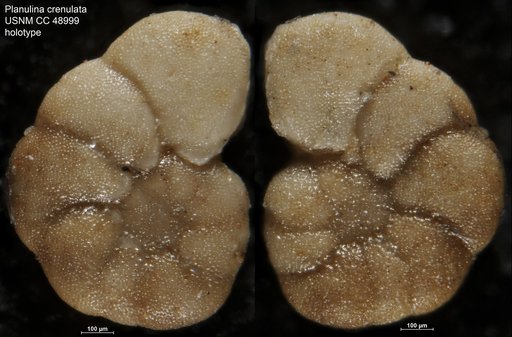 Planulina crenulata Cushman & Stone, 1947