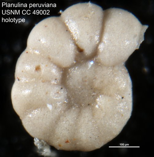 Planulina peruviana Cushman & Stone, 1947