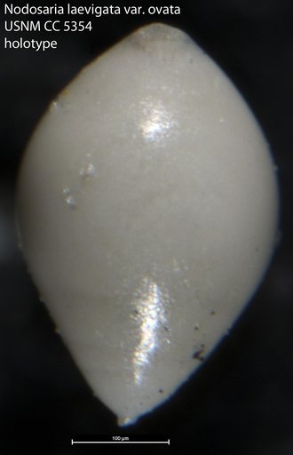 Nodosaria (Glandulina) laevigata var. ovata Cushman & Applin, 1926