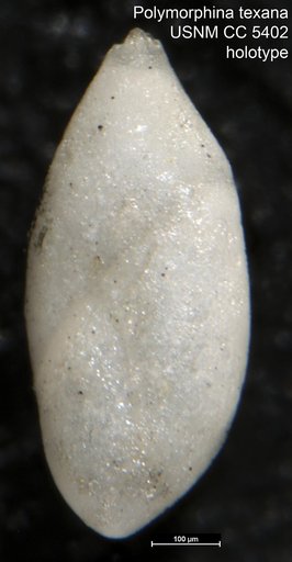 Polymorphina texana Cushman & Applin, 1926