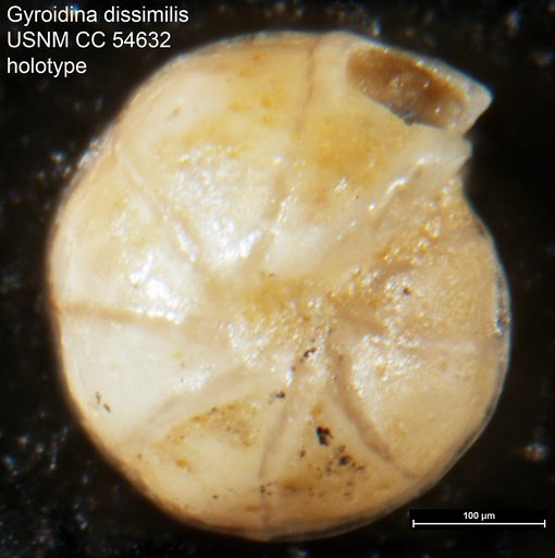Gyroidina dissimilis Cushman & Renz, 1947