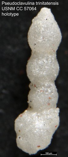 Pseudoclavulina trinitatensis Cushman & Renz, 1948