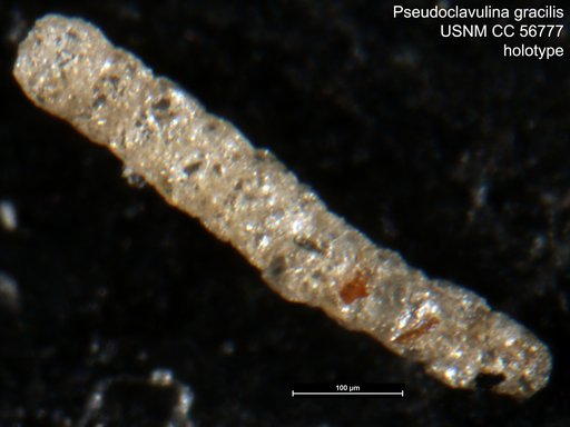 Pseudoclavulina gracilis Cushman & Brönnimann, 1948