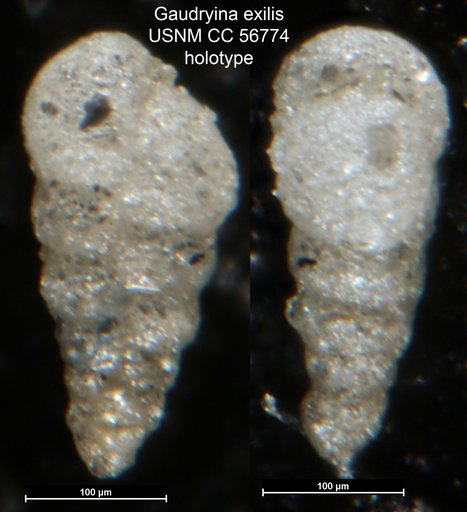 Gaudryina exilis Cushman & Brönnimann, 1948