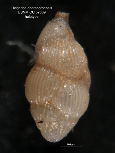 Uvigerina charapotoensis Cushman & Stevenson, 1948