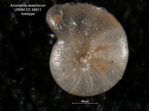 Anomalina desertorum LeRoy, 1953