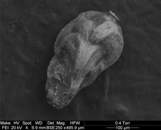 Trifarina esnaensis LeRoy, 1953