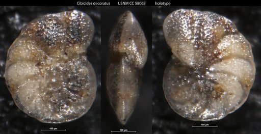Cibicides decoratus LeRoy, 1953