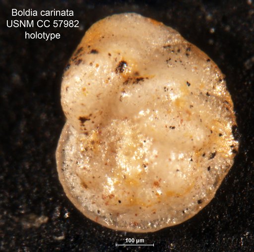 Boldia carinata Cushman & Bermúdez, 1948