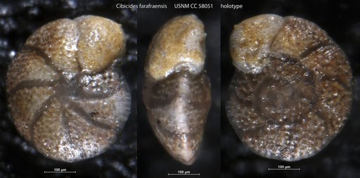 Cibicides farafraensis LeRoy, 1953