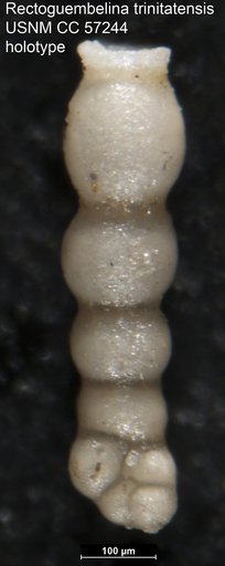 Rectoguembelina trinitatensis Cushman & Renz, 1948