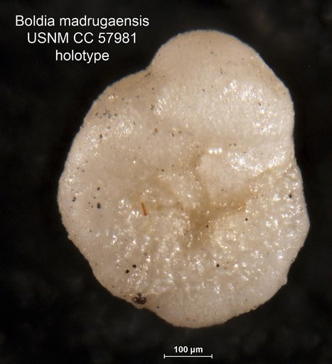 Boldia madrugaensis Cushman & Bermúdez, 1948