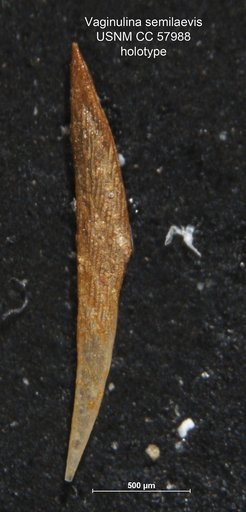 Vaginulina semilaevis Cushman & Bermúdez, 1948