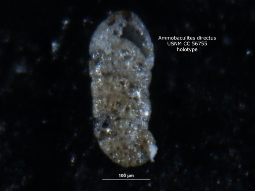 Ammobaculites directa Cushman & Brönnimann, 1948