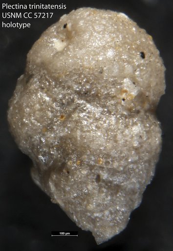 Plectina trinitatensis Cushman & Renz, 1948