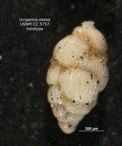 Uvigerina (Uvigerinella) obesa Cushman, 1926