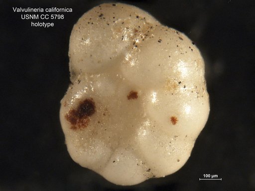 Valvulineria californica Cushman, 1926
