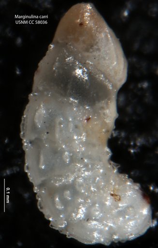 Marginulina carri LeRoy, 1953
