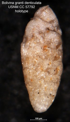 Bolivina granti var. denticulata Cushman & Stevenson, 1948