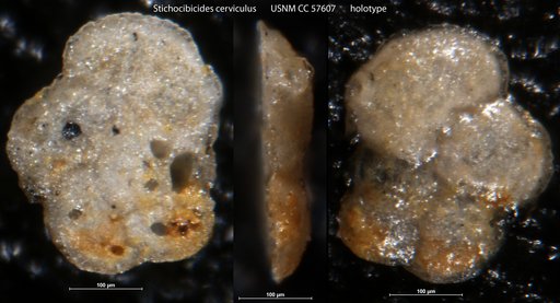 Stichocibicides cerviculus Shifflett, 1948