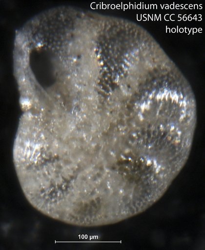 Cribroelphidium vadescens Cushman & Brönnimann, 1948
