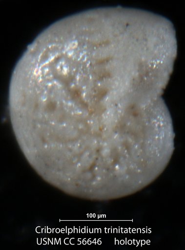Cribroelphidium trinitatensis Cushman & Brönnimann, 1948