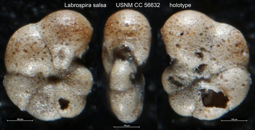 Labrospira salsa Cushman & Brönnimann, 1948