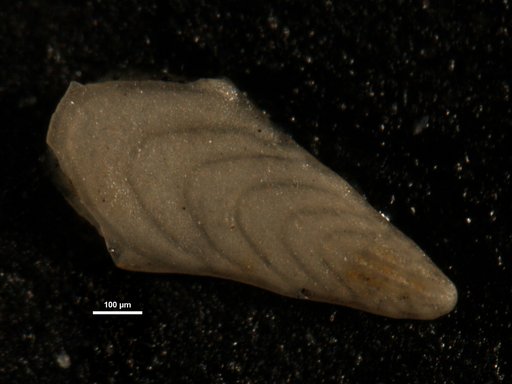 Plectofrondicularia miocenica Cushman, 1926