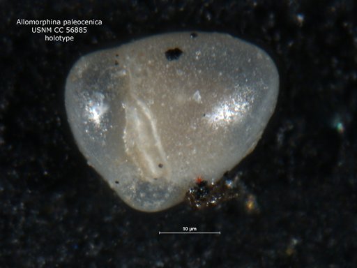 Allomorphina paleocenica Cushman, 1948