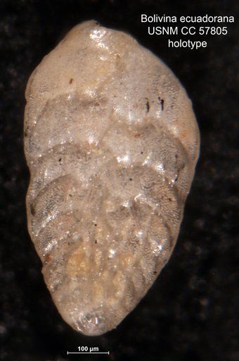 Bolivina ecuadorana Cushman & Stevenson, 1948