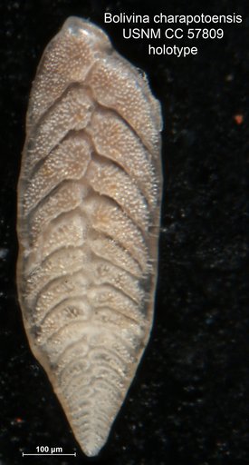 Bolivina charapotoensis Cushman & Stevenson, 1948