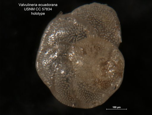 Valvulineria ecuadorana Cushman & Stevenson, 1948