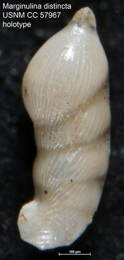 Marginulina distincta Cushman & Bermúdez, 1948