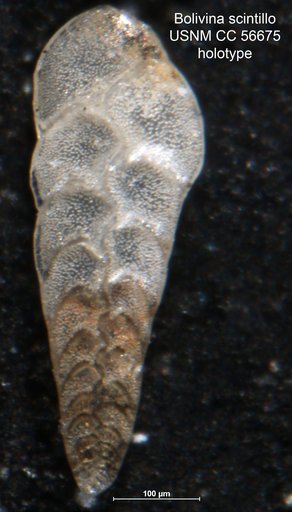 Bolivina scintillo Cushman & Todd, 1948