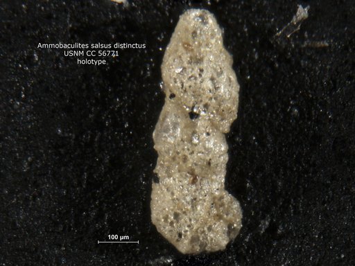 Ammobaculites salsus var. distinctus Cushman & Brönnimann, 1948