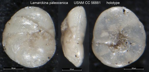 Lamarckina paleocenica Cushman, 1948