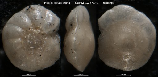 Rotalia ecuadorana Cushman & Stevenson, 1948