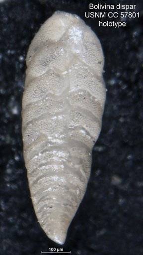 Bolivina dispar Cushman & Stevenson, 1948