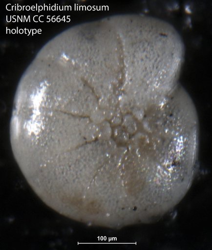 Cribroelphidium limosum Cushman & Brönnimann, 1948