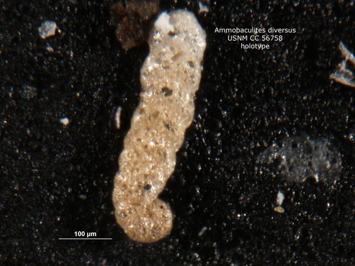 Ammobaculites diversus Cushman & Brönnimann, 1948
